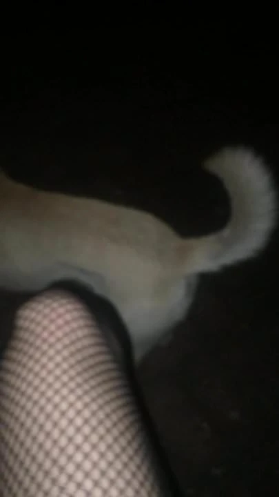 Playing with puppy in stocking
