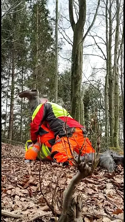 Arbeitskumpel bei der Arbeit im Wald