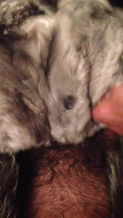 cincilla fur jerk