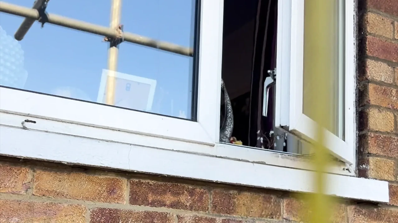 builders let themselves in through back gate and look in through the open window while she's nude and masturbating