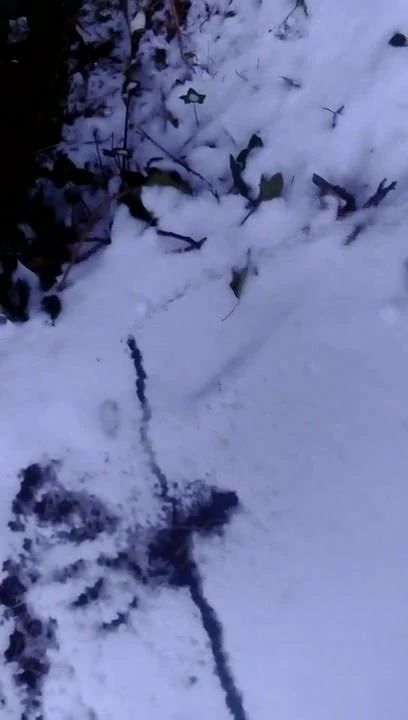 Snow 2