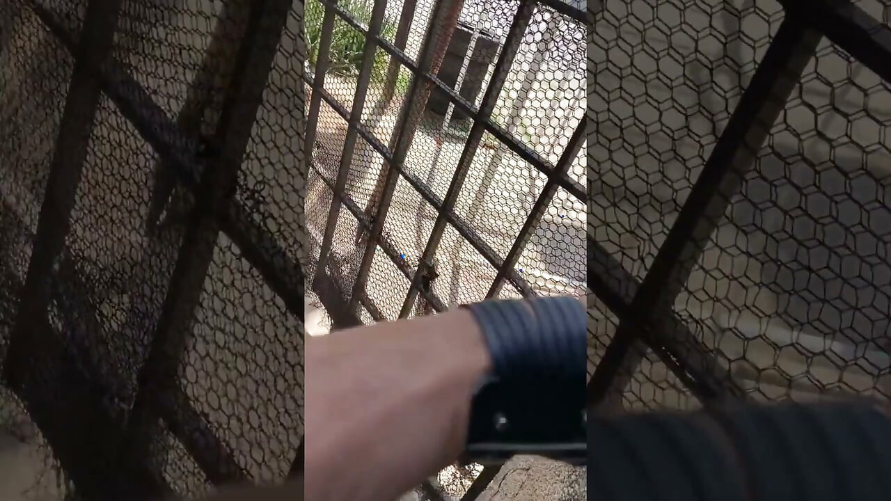 Good suckling from a well licked bear