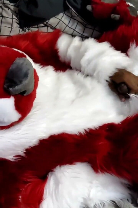 Jerking off and Showing Footpaws in Full-body Fursuit