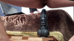 Pratinjau video