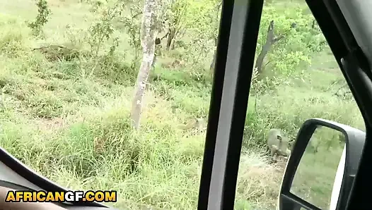 Horny Ebony GF Demands To Suck My Dick In The Middle of Safari Trip