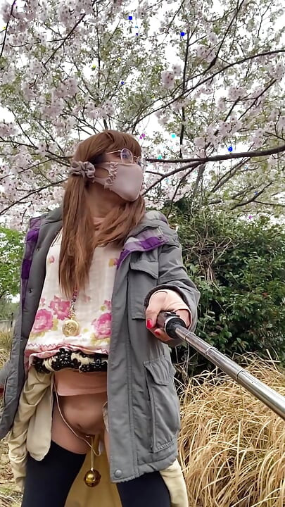 No166 Tuck and quiet cherry blossom viewing time