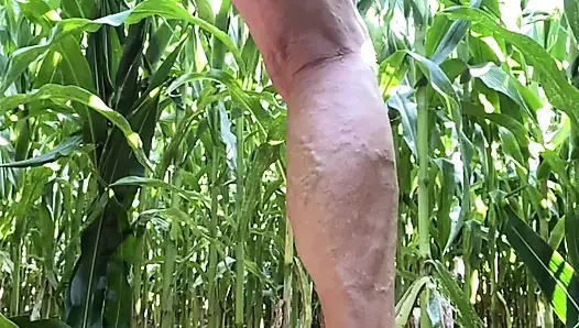 Cornfield