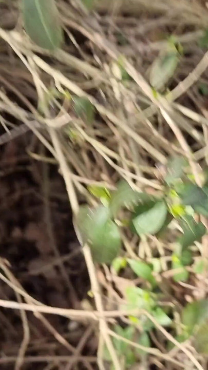 Key moment from "Stranger Thong out of the forest covered in 20+ Loads"