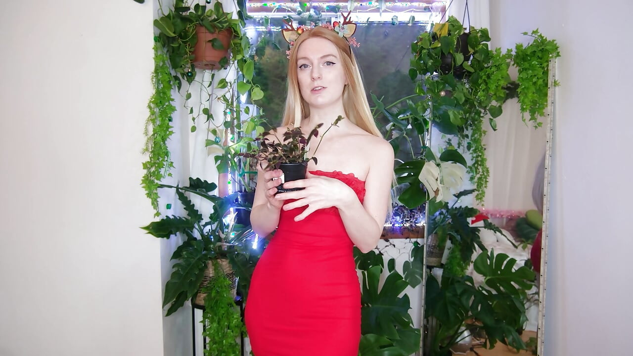 Noel için yedirdim bitkiler