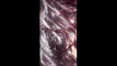 Pratinjau video