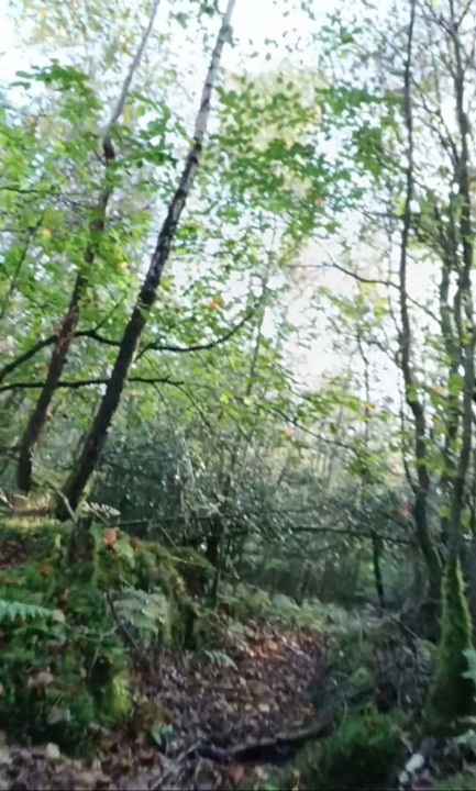 Sissy playing in the woods 2