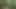 chubby forest session