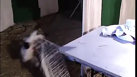 Fuardan stand el çabukluğu oyuncusu güzel genç esmeri sikiyor