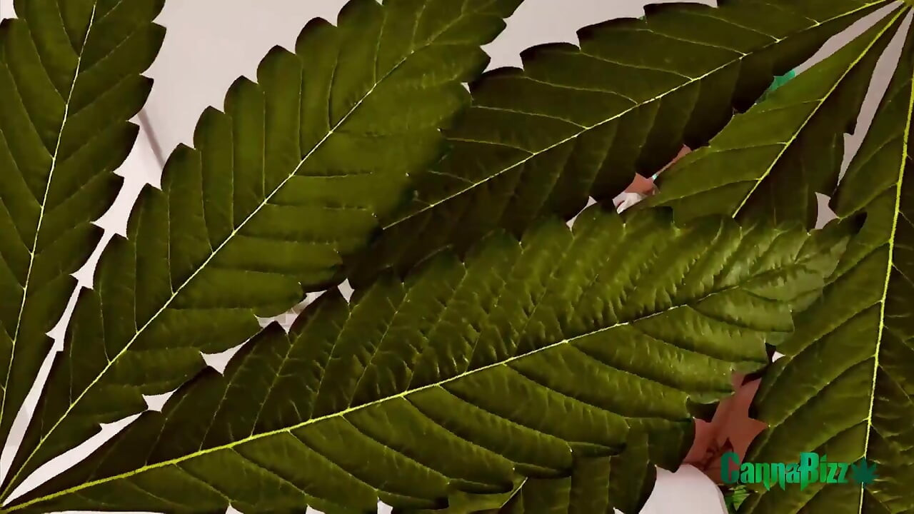 Tattooed and pierced beauty gets spitorasted in threesome