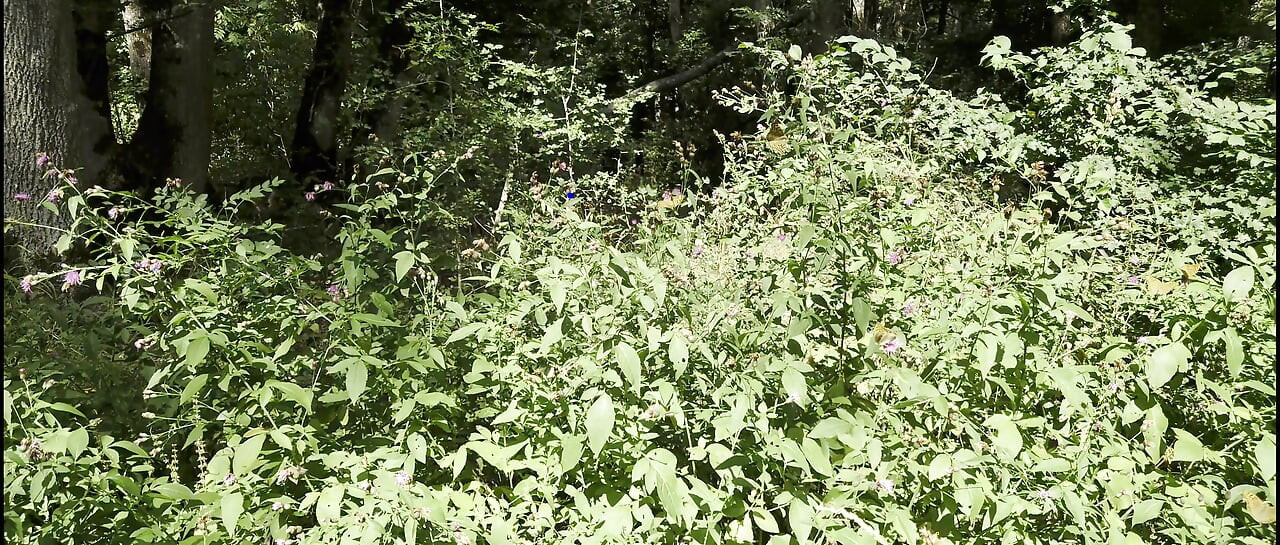 Najava Mesmeriza 40 01 MOV KINO ISJEČAK 855__7777777 20250823130053420