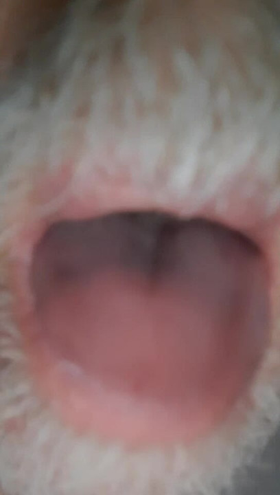 Licking pussy