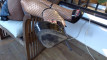 Pratinjau video
