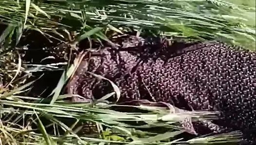 Real Outdoor Sex With Beautiful Girl