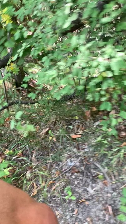 木の上のウォルト