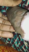 Pratonton Video