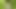 Blowjob and facial in a corn field