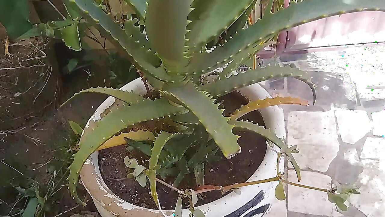 A Needy Wife Who Was Desperate for Sex, but Her Husband Was Only Thinking About Playing Video Games.