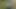 Guy Pissing in the Woods