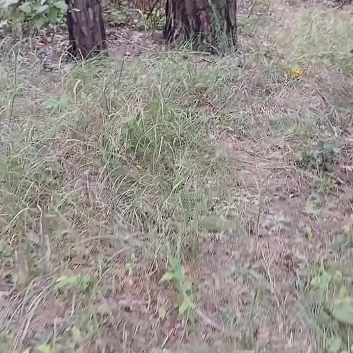 Our Third Girlfriend Keeps Watch in the Park so No One Catches Us Having Sex