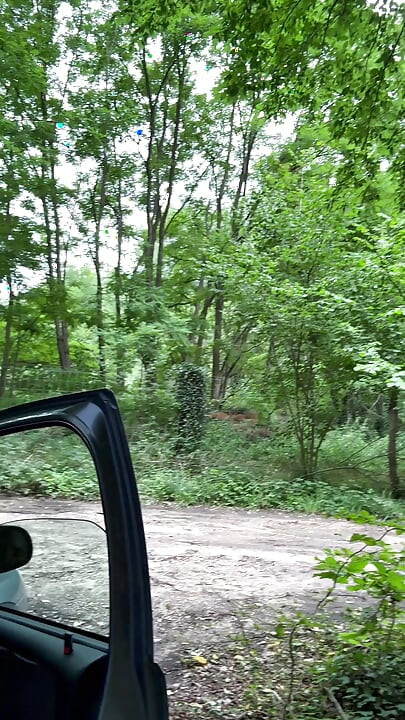 Break in the woods