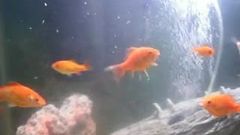 Mis tortugas bebé nadando en una pecera con peces de colores