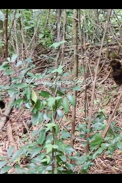 숲에서 의붓아버지의 페니를 따먹는 의붓 여동생