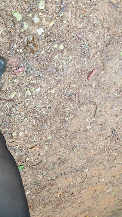 pantyhose peehole public
