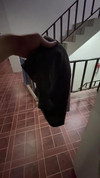Pregled videozapisa