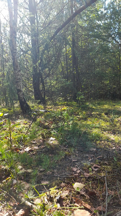 in the wood 1