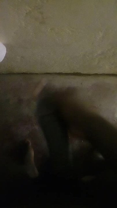 Black African cock