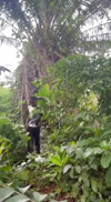 Pratinjau video
