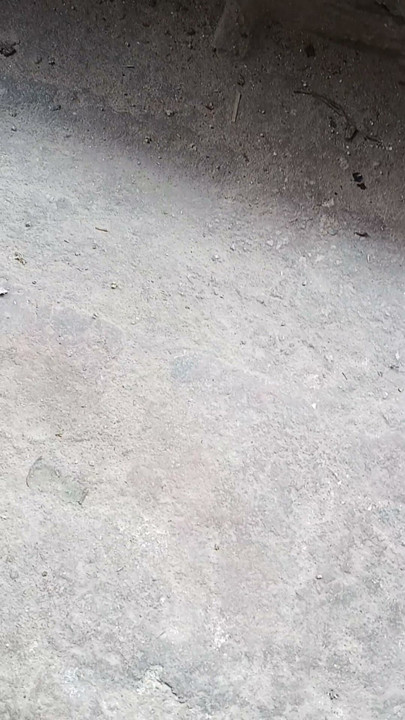 हजार जक कक्का चीड़ जसम