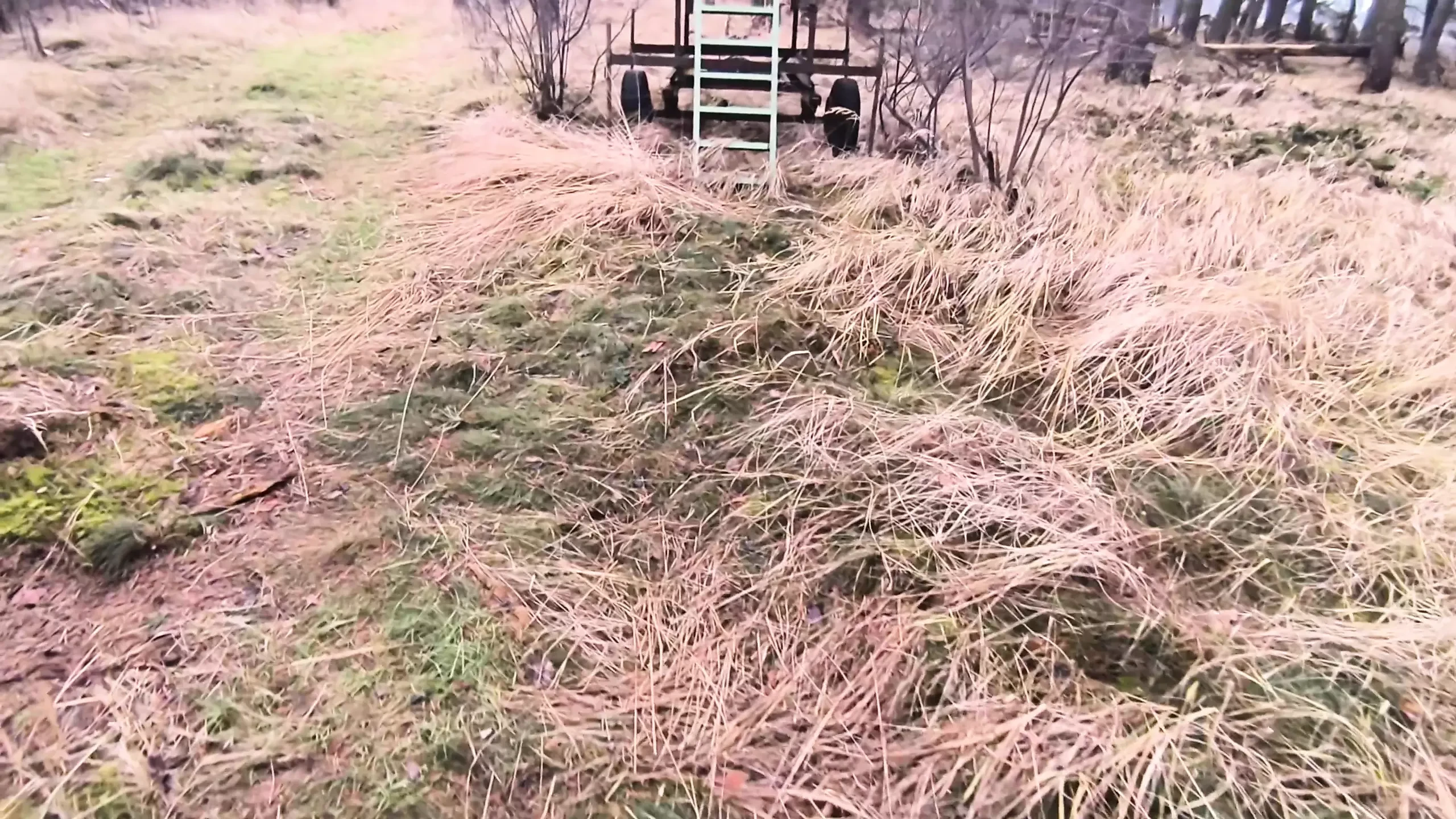 Breasts at the hunting stand beat violently red and swell