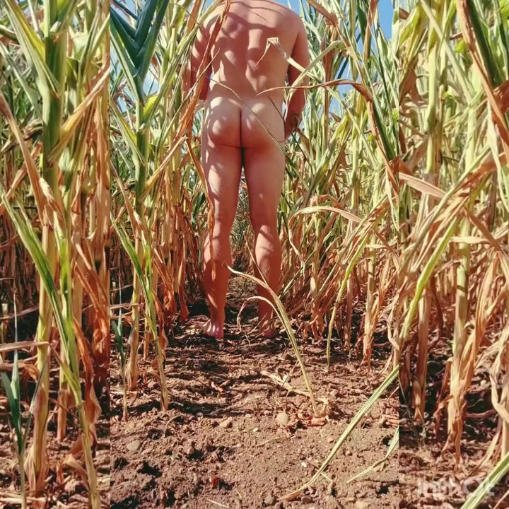 Corn field life.