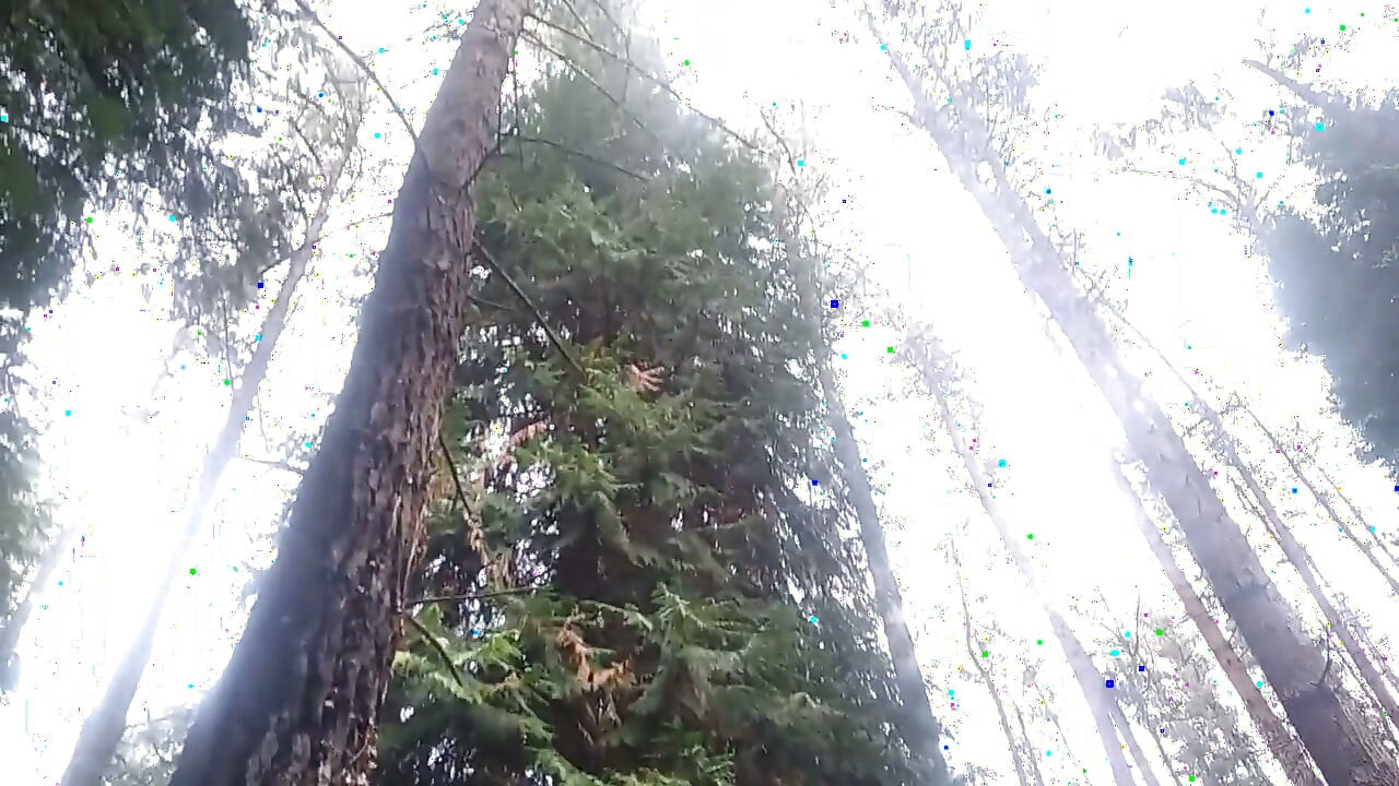 Hiker Takes Out His Dick Looking for Mushroomsand Unloads Semen in One of Them