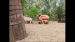 Podgląd wideo