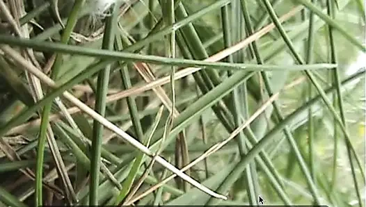 Mature whore blowing dick after taking a piss