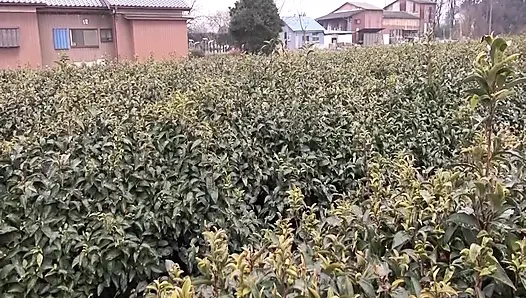 A076G08 A plain mature woman working on a farm in a tea plantation! Secretly frustrated and applying for an AV shoot.