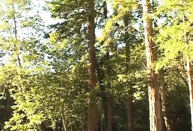 Backwoods Bears