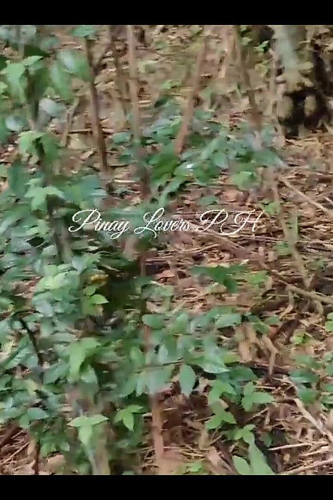 Pinay Stepsister Fucks Stepbrother's Penis in the Forest
