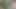 Bugün, Hintli yenge amına bir salatalık sokarak arzusunu bastırdı.
