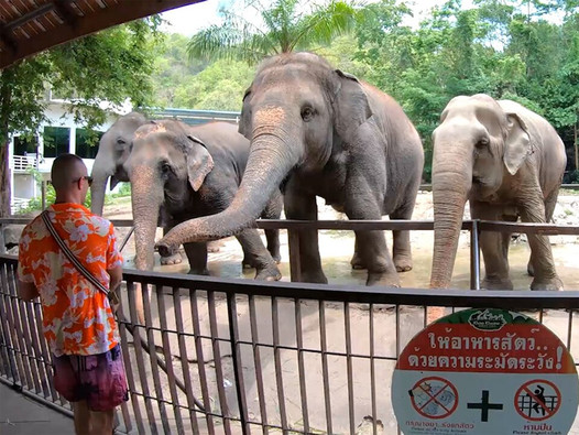 Une petite amie thaïlandaise amateur est sortie une journée et fait l'amour après avec son copain