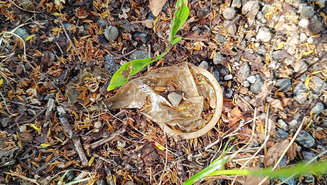 Used Condom #4