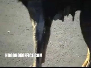 after fucking black pussy dick took shower and fucked again