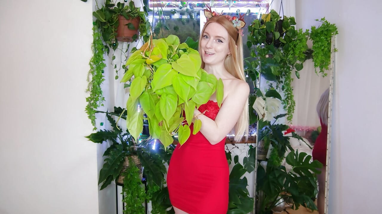 クリスマスに手に入れた植物たち